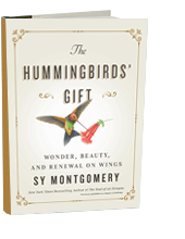 The Hummingbirds Gift: Wonder, Beauty, and Renewal on Wings