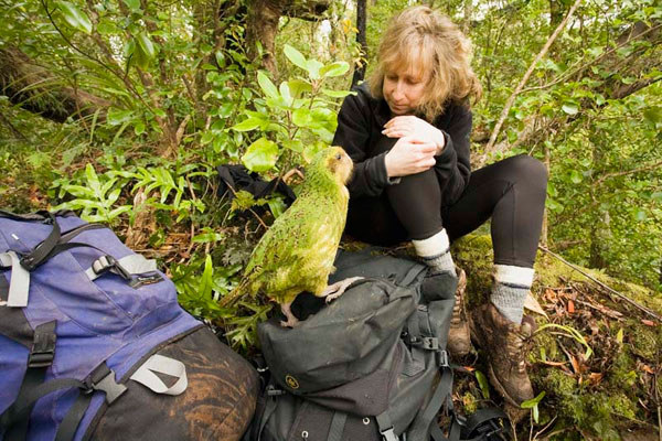 A rare visit from Sinbad, a wild kakapo—a critically endangered, nocturnal, flightless parrot—on New Zealand's Codfish Island: credit Nic Bishop
