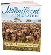 book-magnificent-migration The Magnificent Migration: On Safari with Africa's Last Great Herds