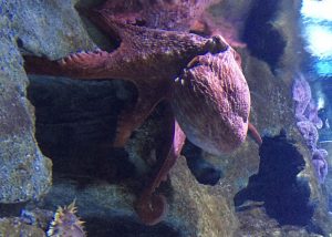 Freya, the octopus