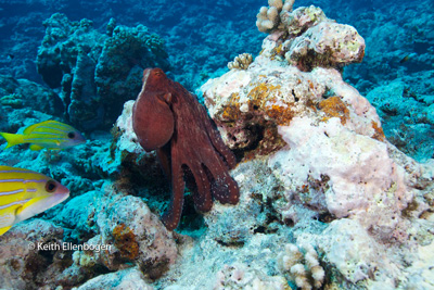 moorea octopus stands tall: Photo © Keith Ellenbogen