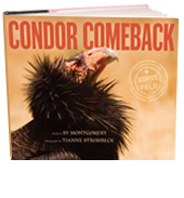 Condor Comeback (Scientists in the Field Series)