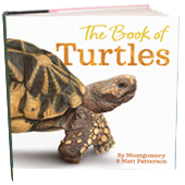 the book of turtles by sy montgomery
