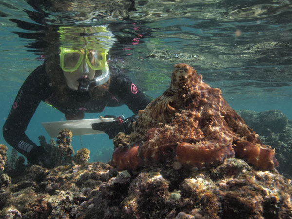 Sy communes with a Pacific Day Octopus in Moorea: credit David Scheel