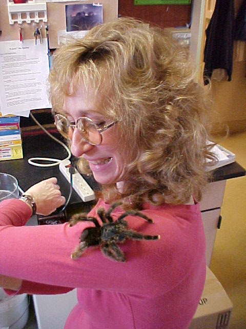 A pinktoe tarantula looks over Sys shoulder: credit Sam Marshall