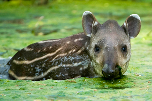 baby tapir