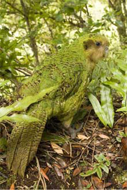 Kakapoln