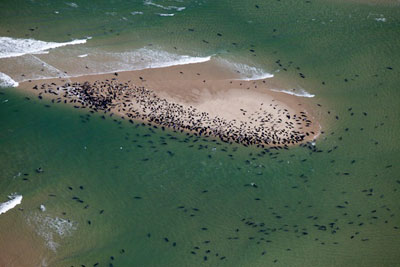 Seals on Monomoy Island